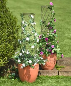 Browneye.shop77c93220e6 1